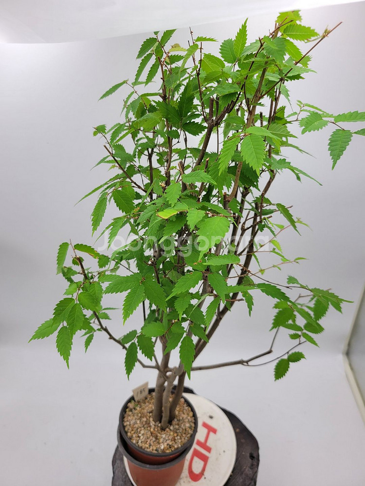 느티나무 화분 정원수 인테리어식물 분재 카페화분--4