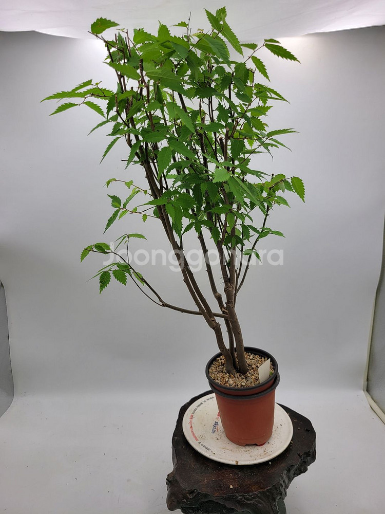 느티나무 화분 정원수 인테리어식물 분재 카페화분--3