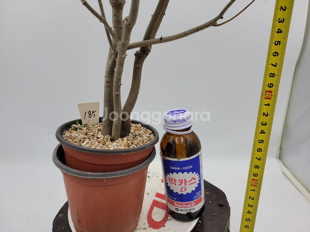 느티나무 화분 정원수 인테리어식물 분재 카페화분--0