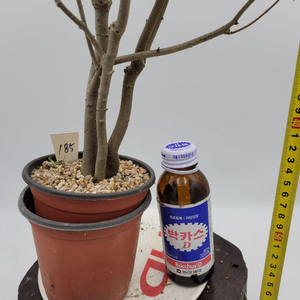 느티나무 화분 정원수 인테리어식물 분재 카페화분