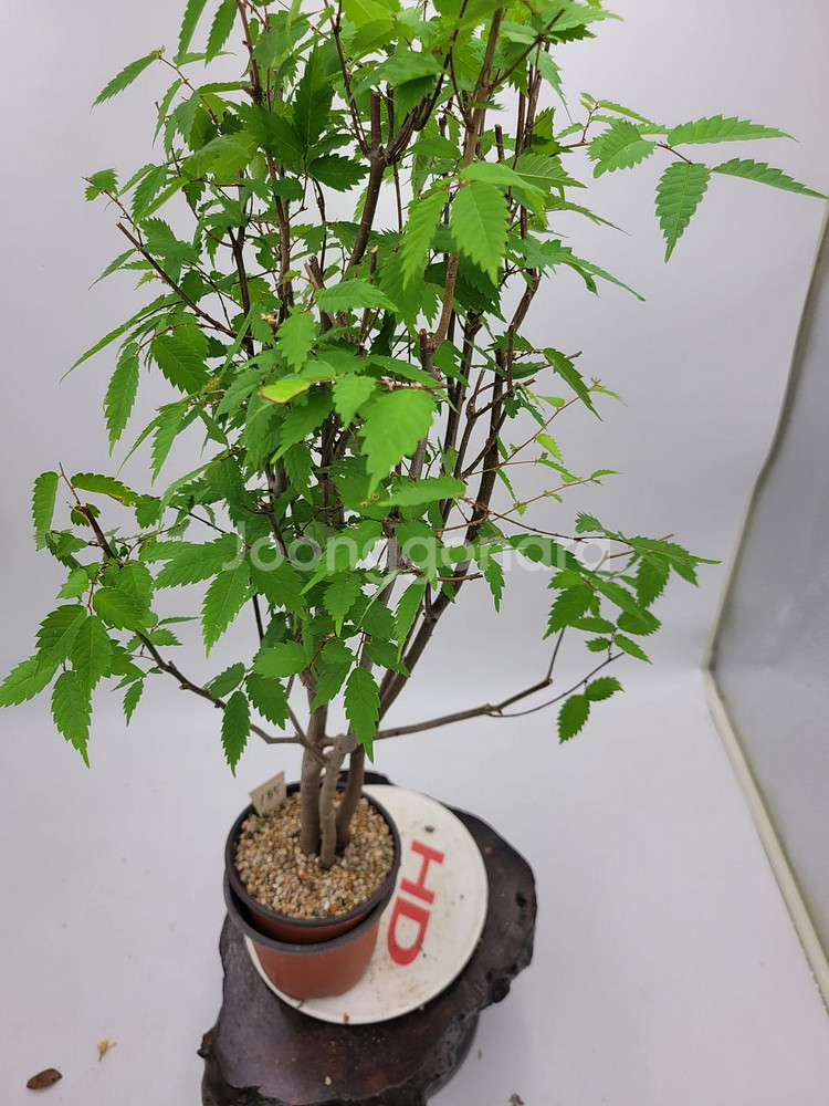 느티나무 화분 정원수 인테리어식물 분재 카페화분--2