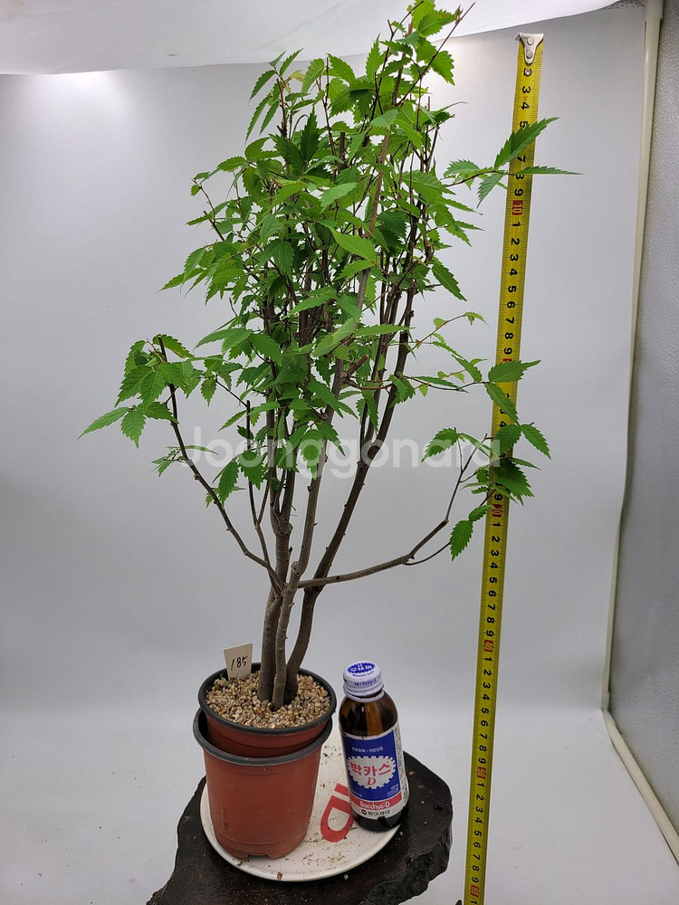 느티나무 화분 정원수 인테리어식물 분재 카페화분--6