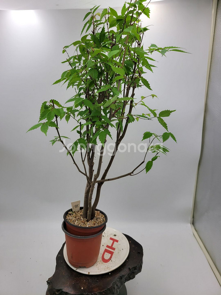 느티나무 화분 정원수 인테리어식물 분재 카페화분--5