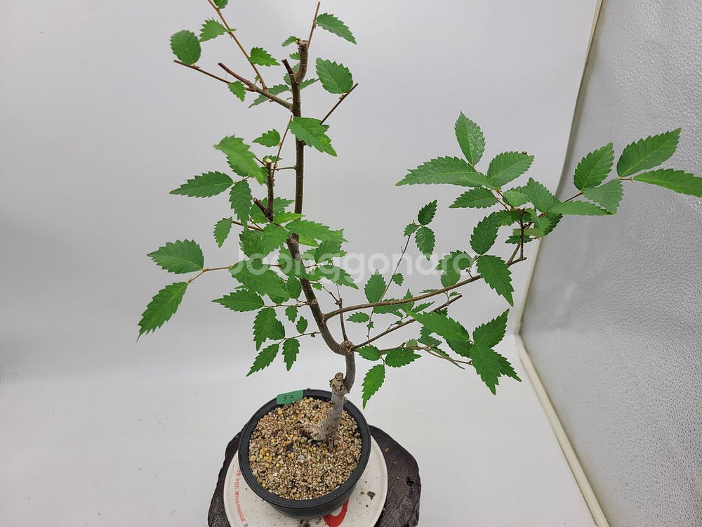 느티나무 분재 정원수 인테리어식물 카페화분--5