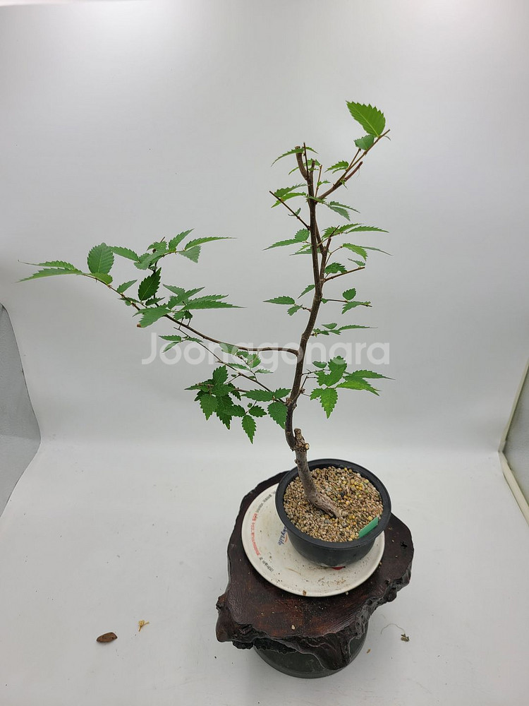 느티나무 분재 정원수 인테리어식물 카페화분--0