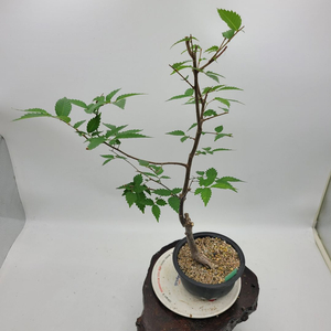 느티나무 분재 정원수 인테리어식물 카페화분