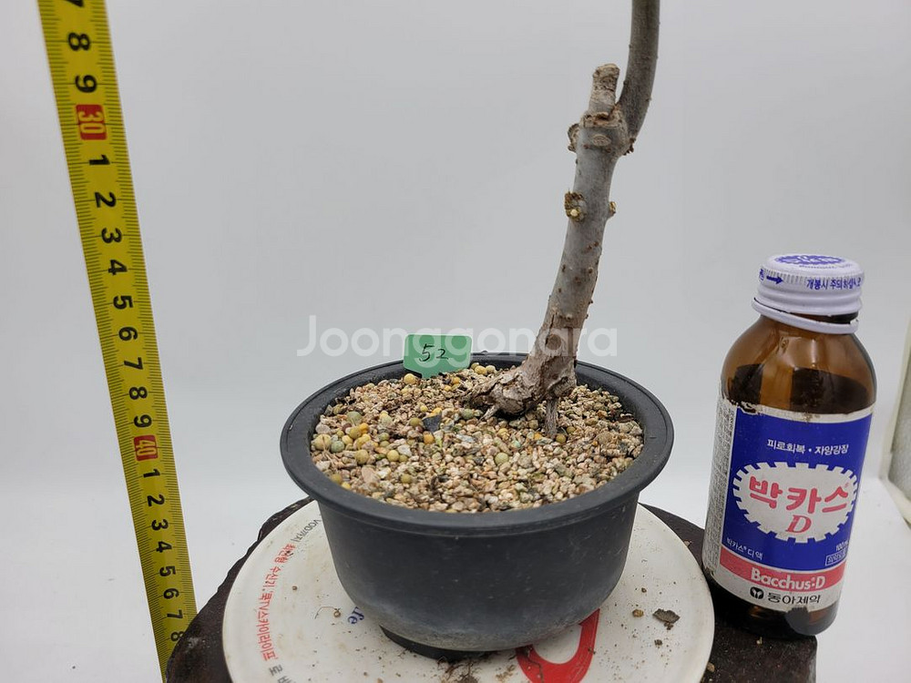 느티나무 분재 정원수 인테리어식물 카페화분--1