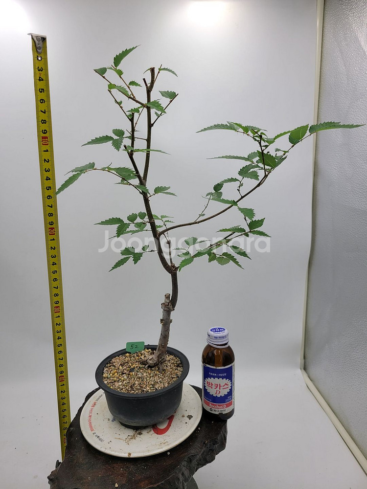 느티나무 분재 정원수 인테리어식물 카페화분--3