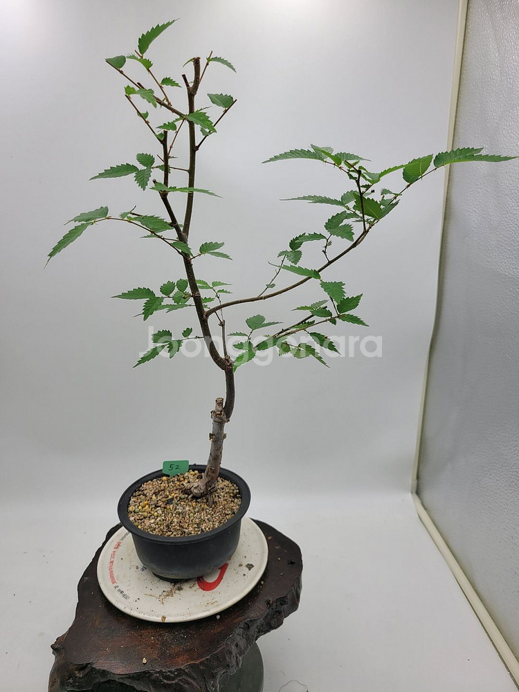 느티나무 분재 정원수 인테리어식물 카페화분--2