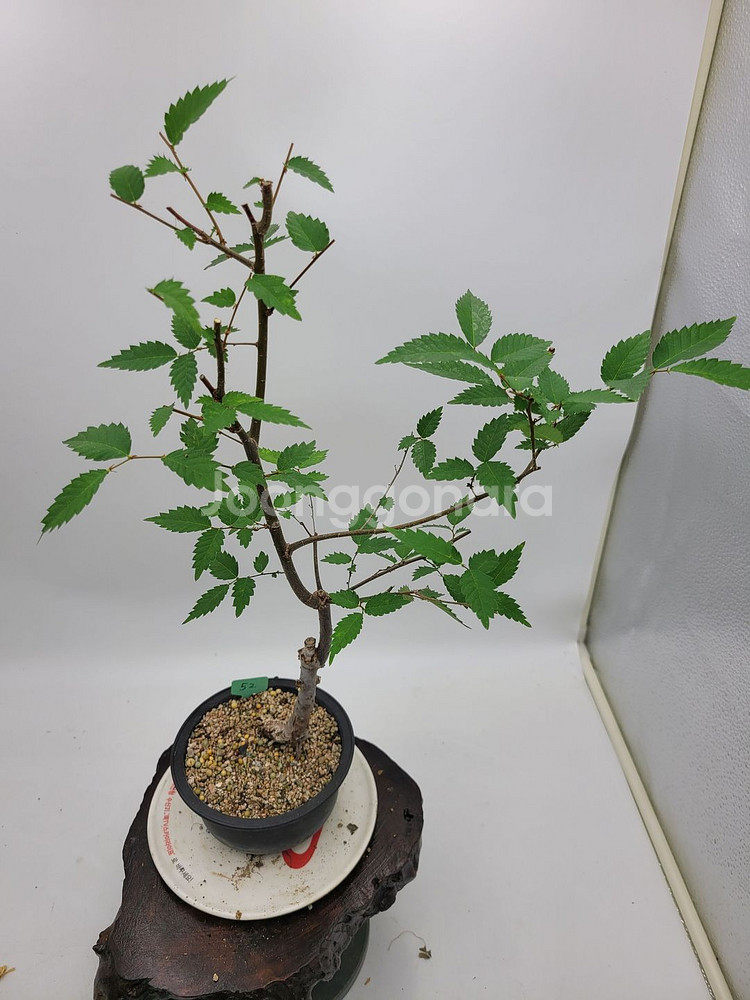 느티나무 분재 정원수 인테리어식물 카페화분--4