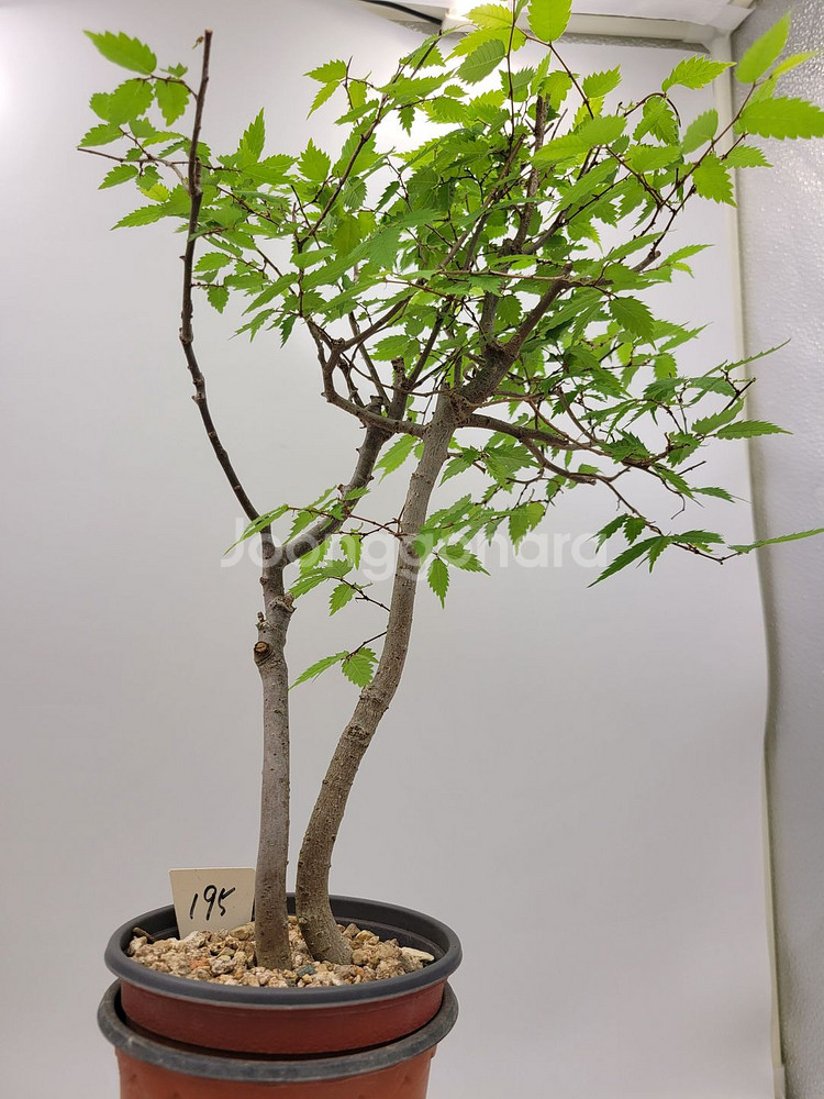 느티나무 분재 정원수 인테리어식물 카페화분--2