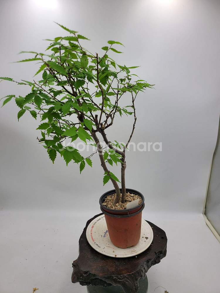 느티나무 분재 정원수 인테리어식물 카페화분--0