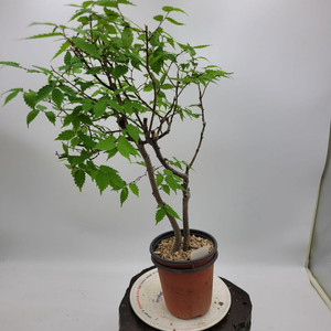 느티나무 분재 정원수 인테리어식물 카페화분