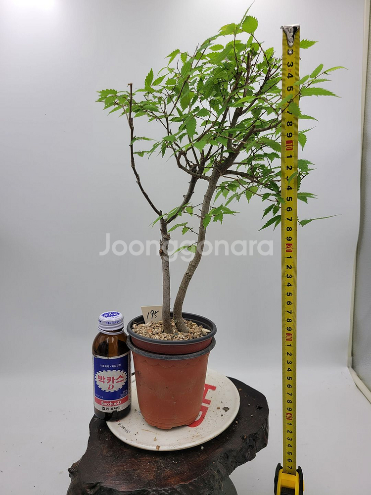 느티나무 분재 정원수 인테리어식물 카페화분--4