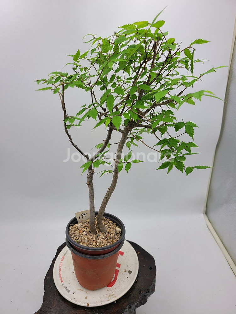 느티나무 분재 정원수 인테리어식물 카페화분--3