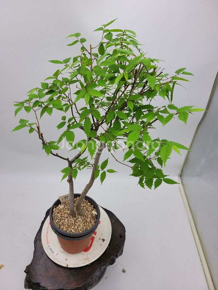 느티나무 분재 정원수 인테리어식물 카페화분--1