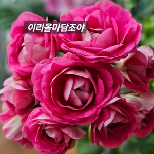 러시아제라늄 이리올마담조일