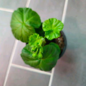 연지2제라늄
