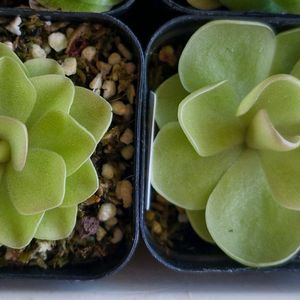 피로우엣테 ㅡ 벌레잡이제비꽃
