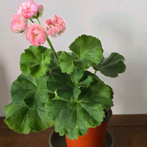 안나자넷 제라늄