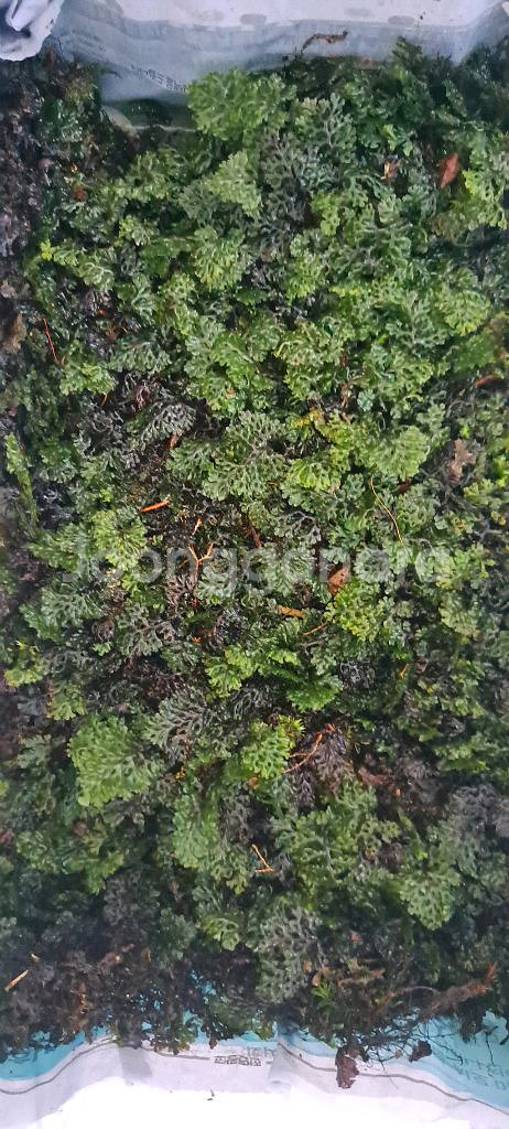 수염이끼 고사리--1