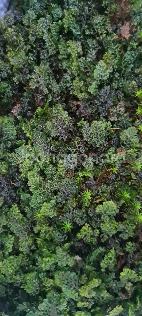 수염이끼 고사리--0