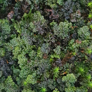 수염이끼 고사리