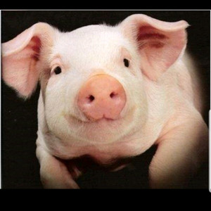 롯데시네마1인+스위트콤보50퍼 할인쿠폰. 바로가능