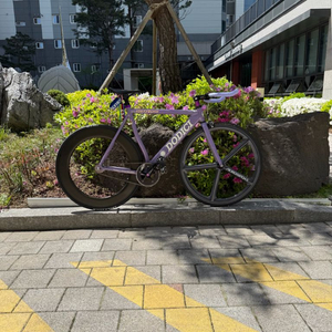 도디치 픽시