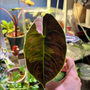 알로카시아 아즈라니 바리에가타