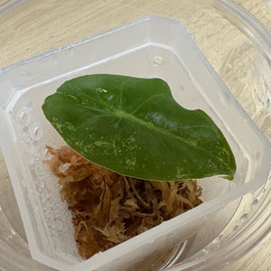 알로카시아 핑크드래곤 화이트 바리에가타 2개