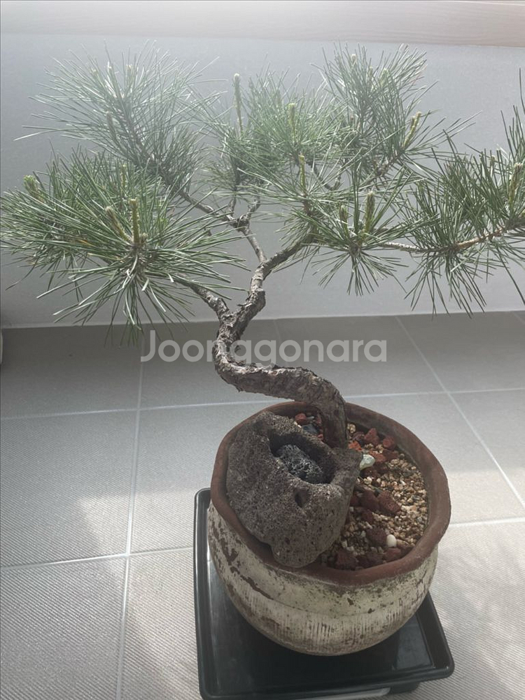 소나무 분재 (해송)--0