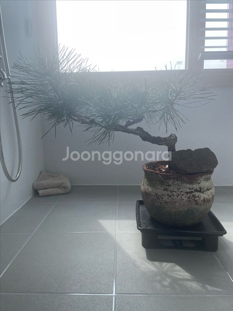 소나무 분재 (해송)--2