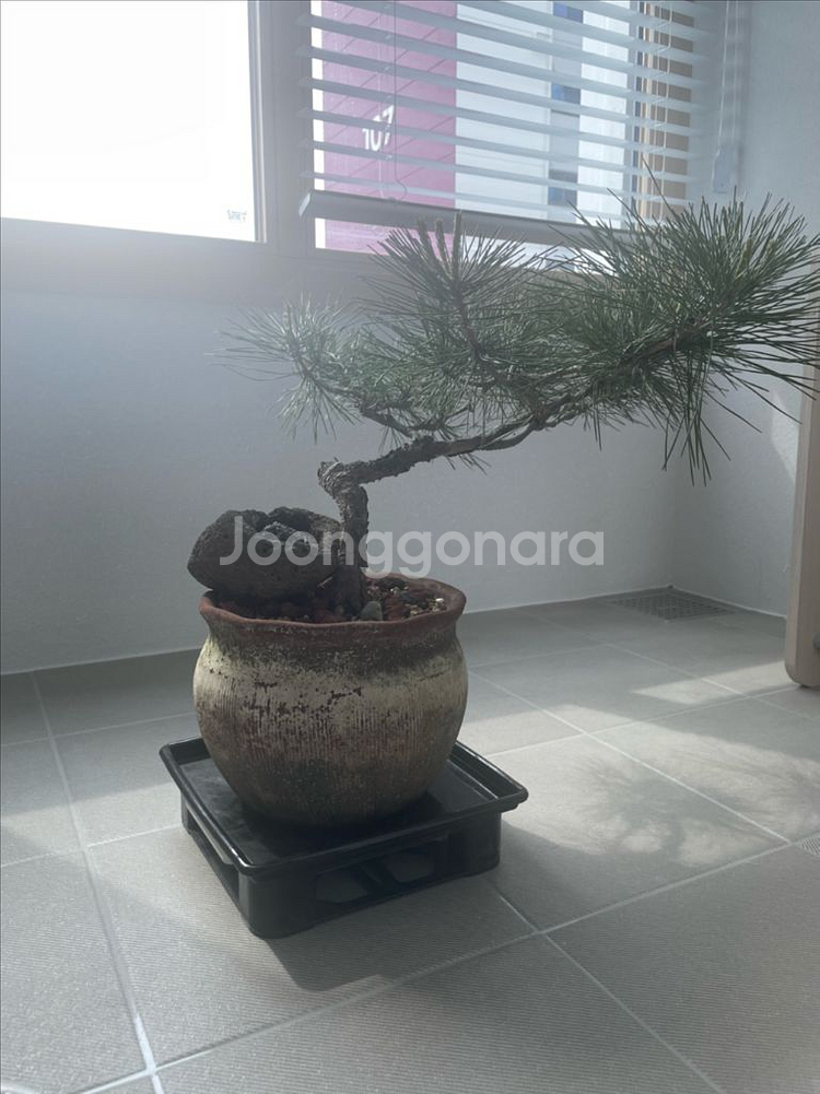 소나무 분재 (해송)--3
