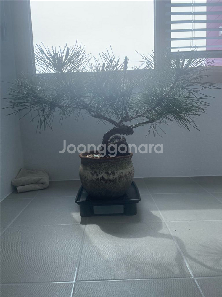 소나무 분재 (해송)--4