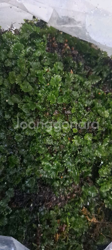 부채괘불이끼 고사리--0