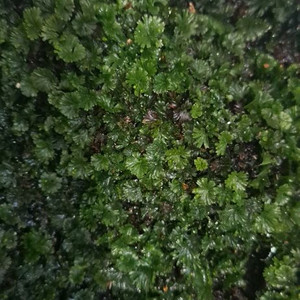 부채괘불이끼 고사리