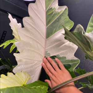 알로카시아 포토도라 무천이 판매