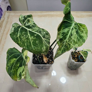 필로덴드론 글로리오섬 마블 바리에가타