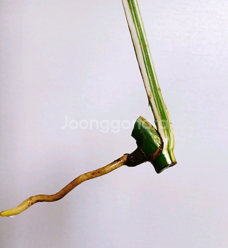 몬스테라 알보 무천무늬ssss급개체(ㅁ5 21번)--2