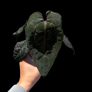안스리움 에오스 다크폼