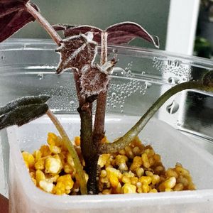 주말특가 파이퍼 배트맨 베트맨 호야 × 알로카시아 ×