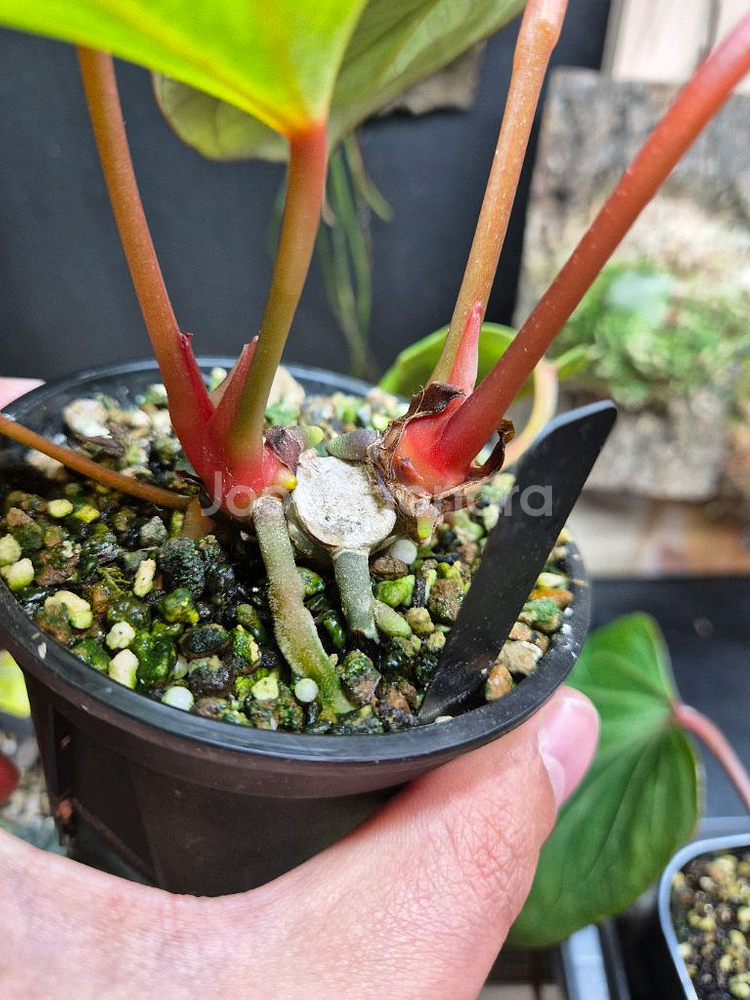 안스리움 킹오스 버터플라이 2촉--2