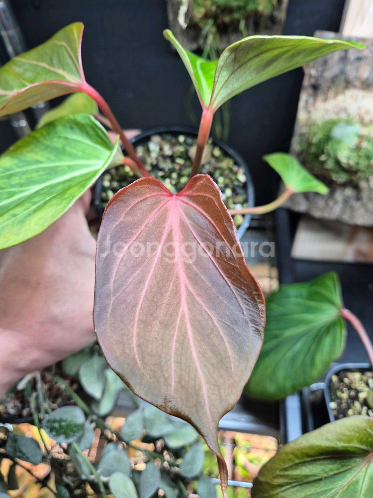 안스리움 킹오스 버터플라이 2촉--1