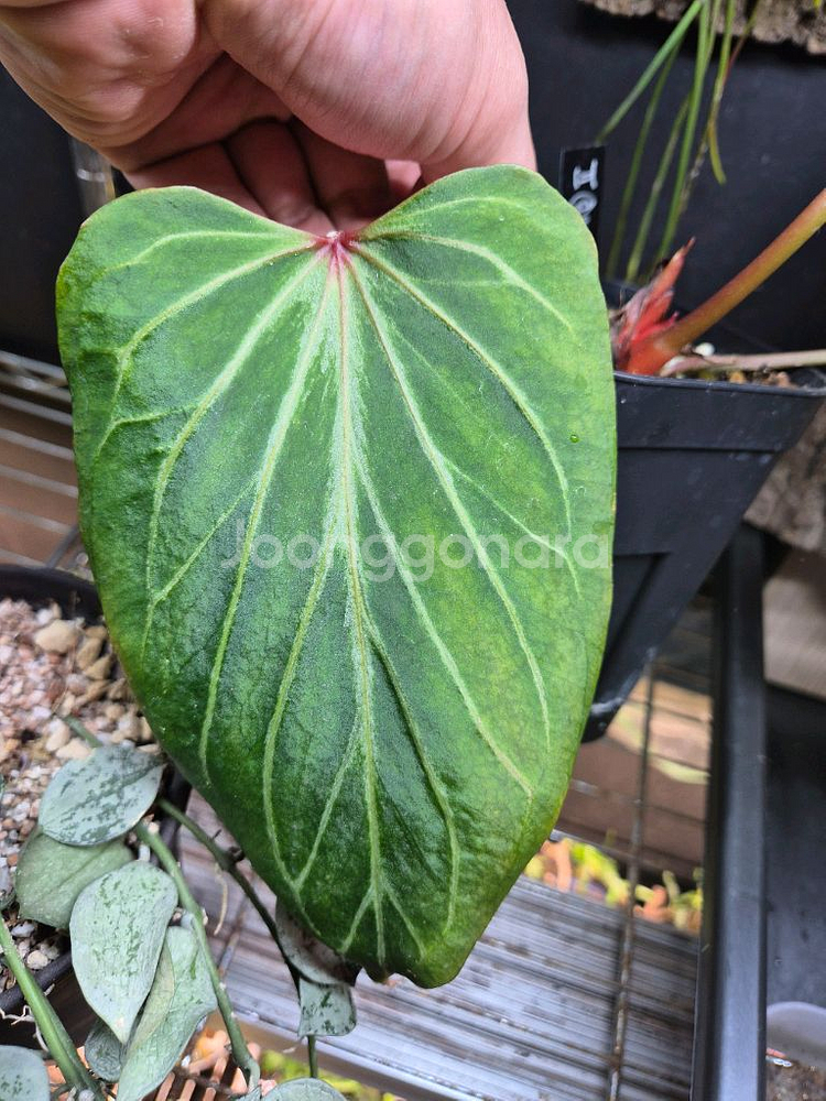 안스리움 킹오스 버터플라이 2촉--3