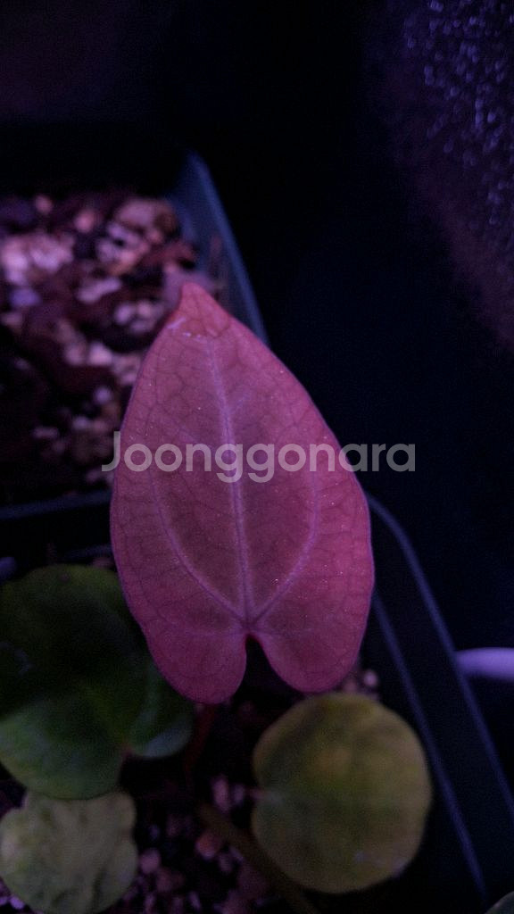 안스리움 드레스러리Rg x skg핑크레모네이드--0