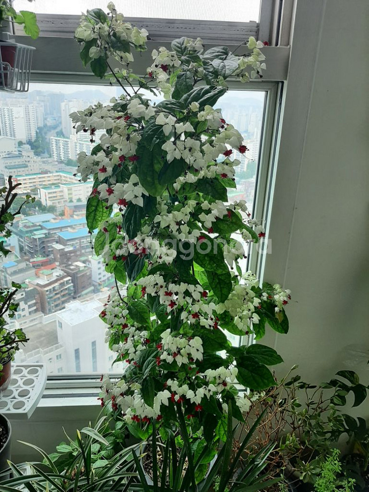 클레로덴드론--0