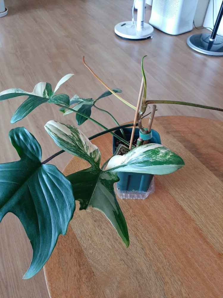 플로리다뷰티 이미지