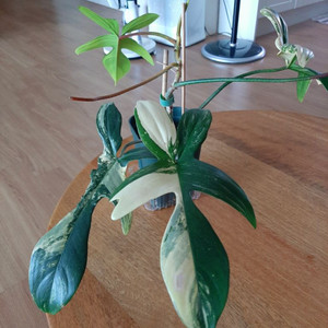 플로리다뷰티 이미지