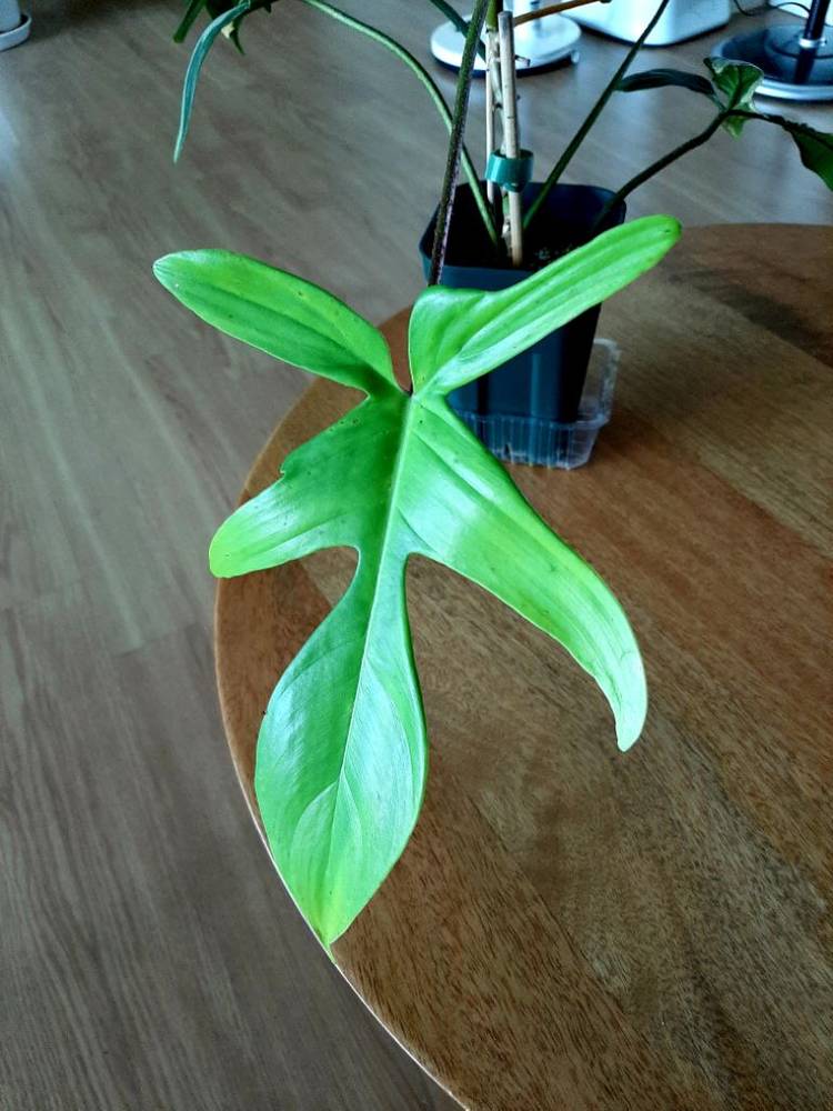 플로리다뷰티 이미지